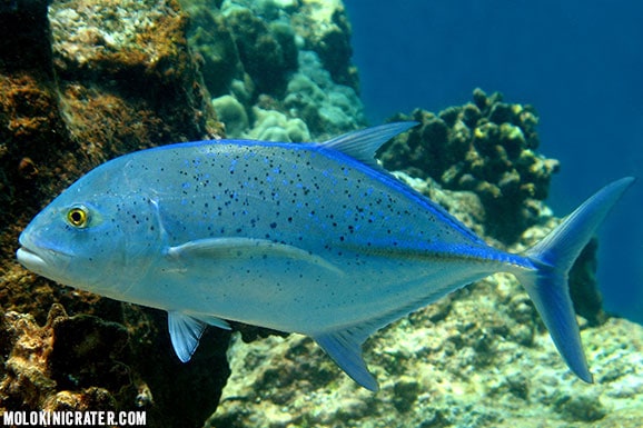 bluefin trevally