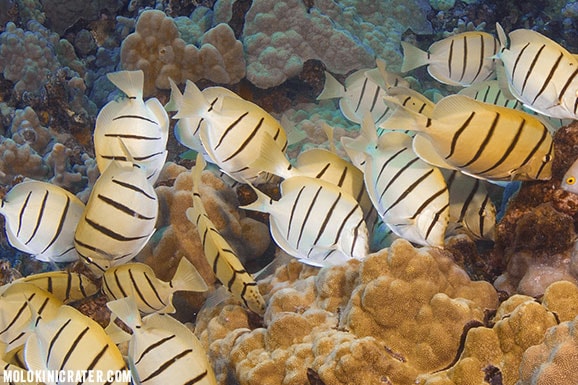convict tang