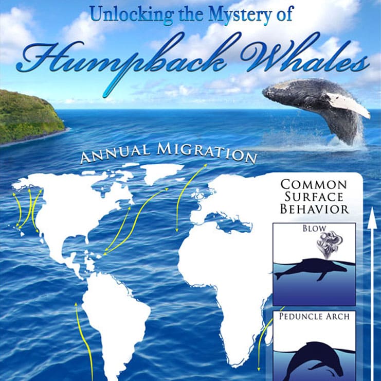 unlocking the mystery of humpback whales