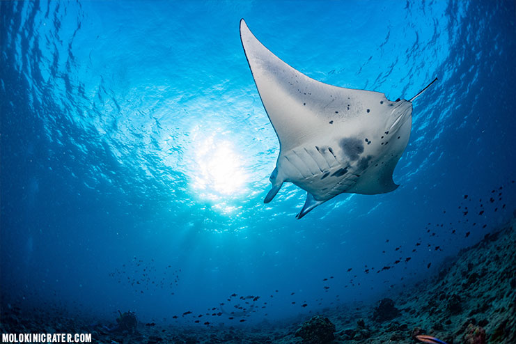 manta ray