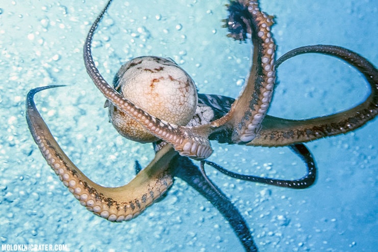 ornate octopus