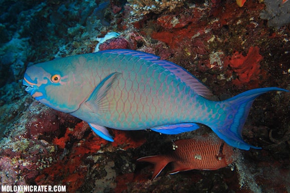 parrot fish