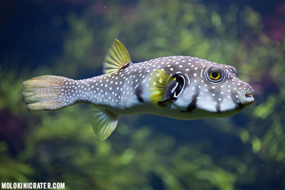 White Spotted Puffer