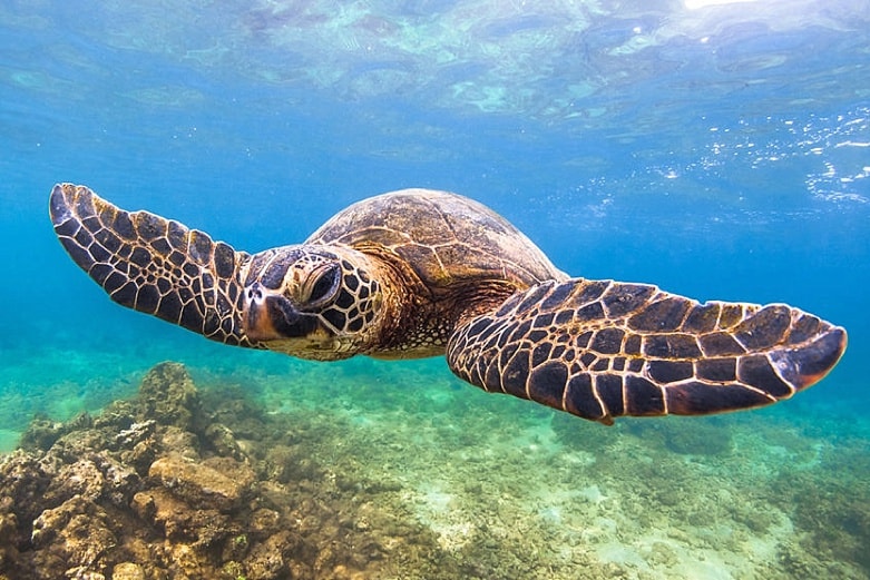 Things to Do with Kids on Maui - Molokini Crater