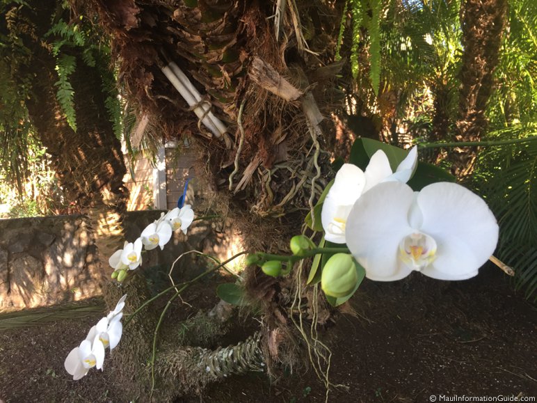 orchids hidden scroll