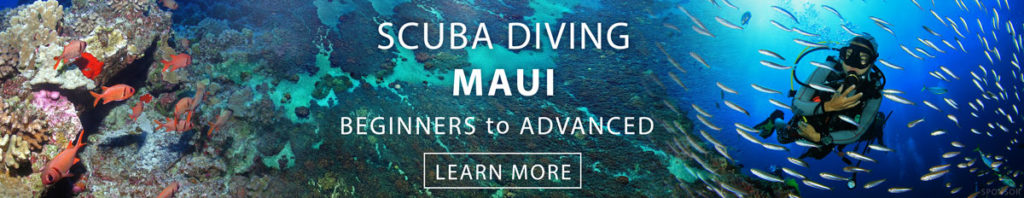 scuba diving in Maui