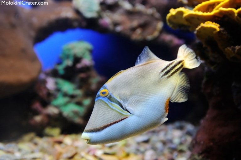 Fish of the Month: Humuhumunukunukuapua’a - Molokini Crater