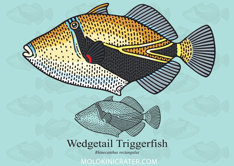 wedgetail triggerfish