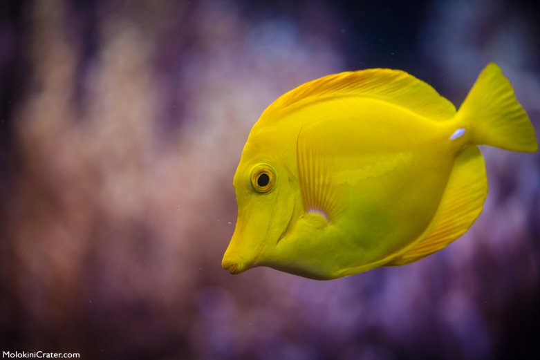 yellow Fish