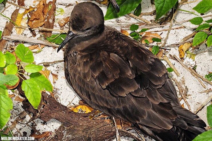 Wedge Tailed Shearwater