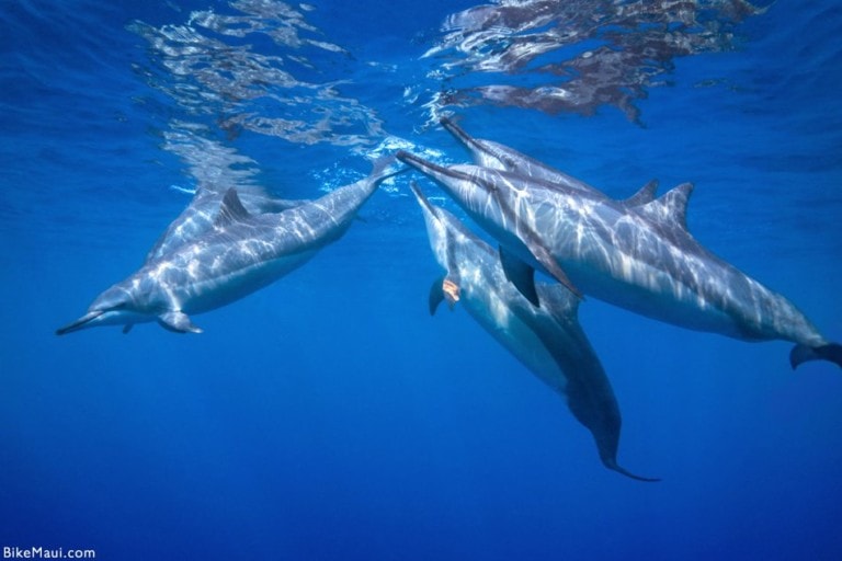 Hawaiian Spinner Dolphins In Maui Hawaii