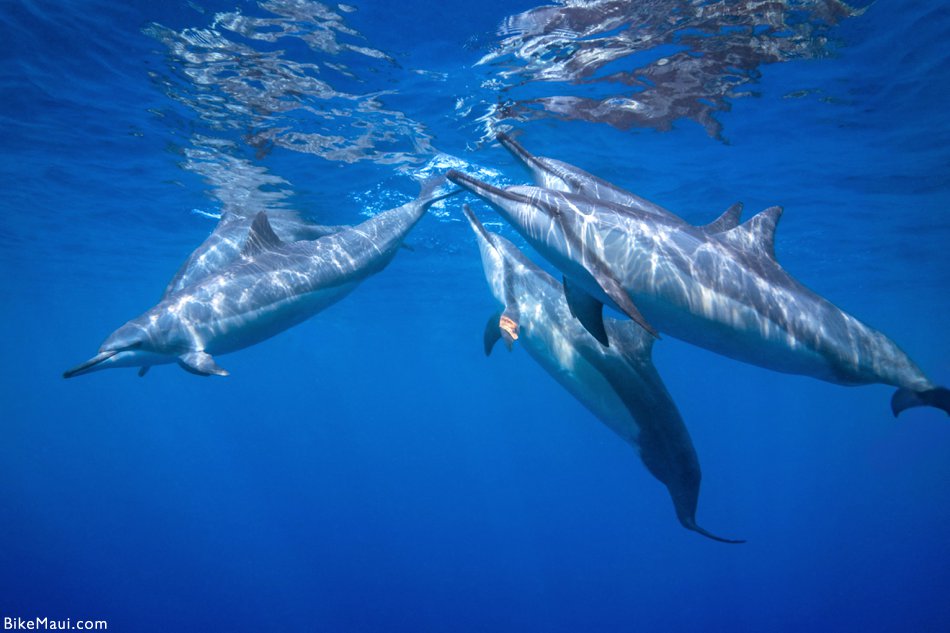 dolphins Maui Hawaii