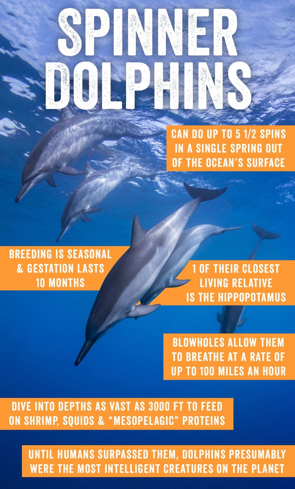 hawaiian spinner dolphins
