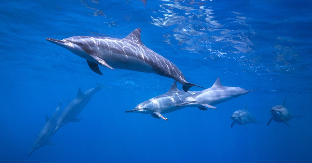 maui spinner dolphin tour