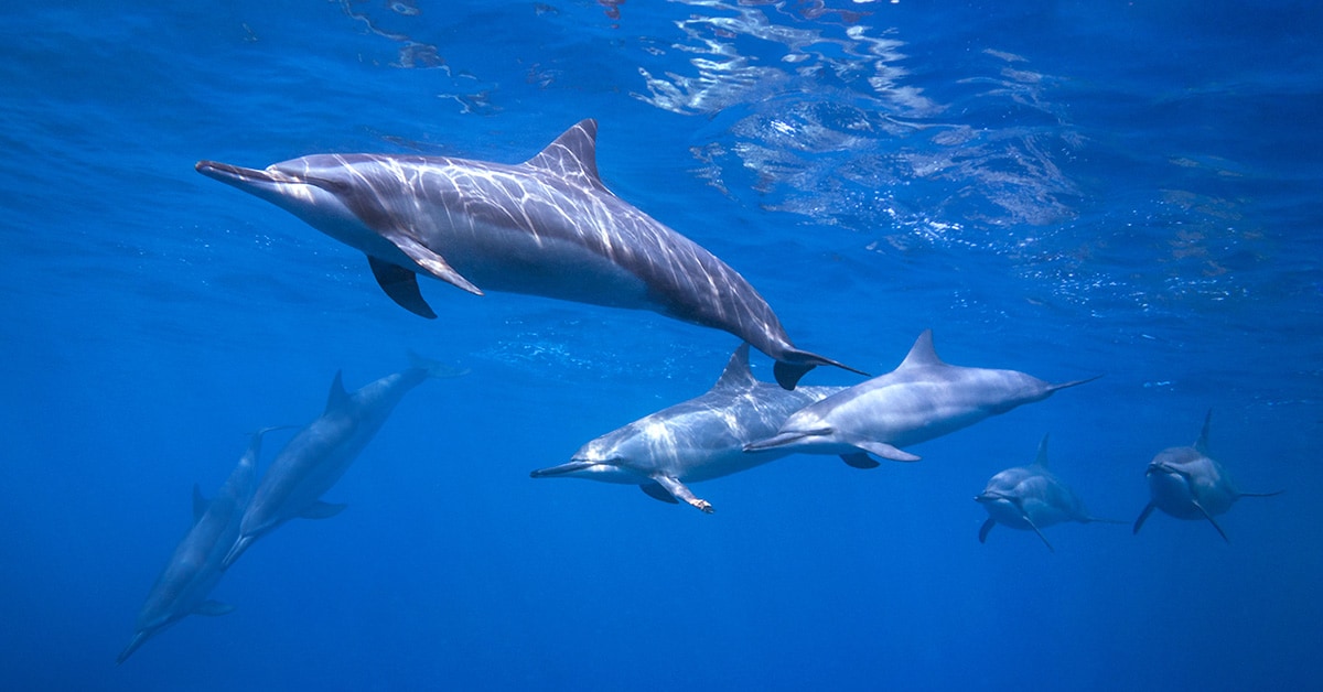Maui dolphins