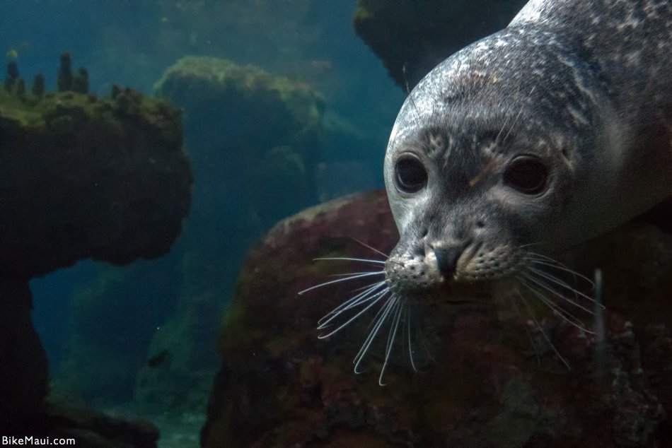 baby monk seal