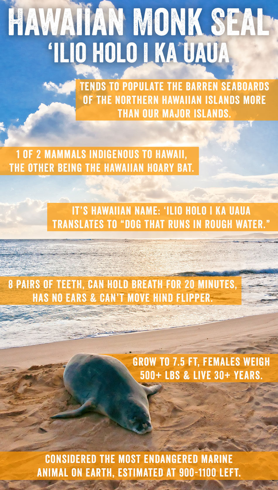 beached monk seal 