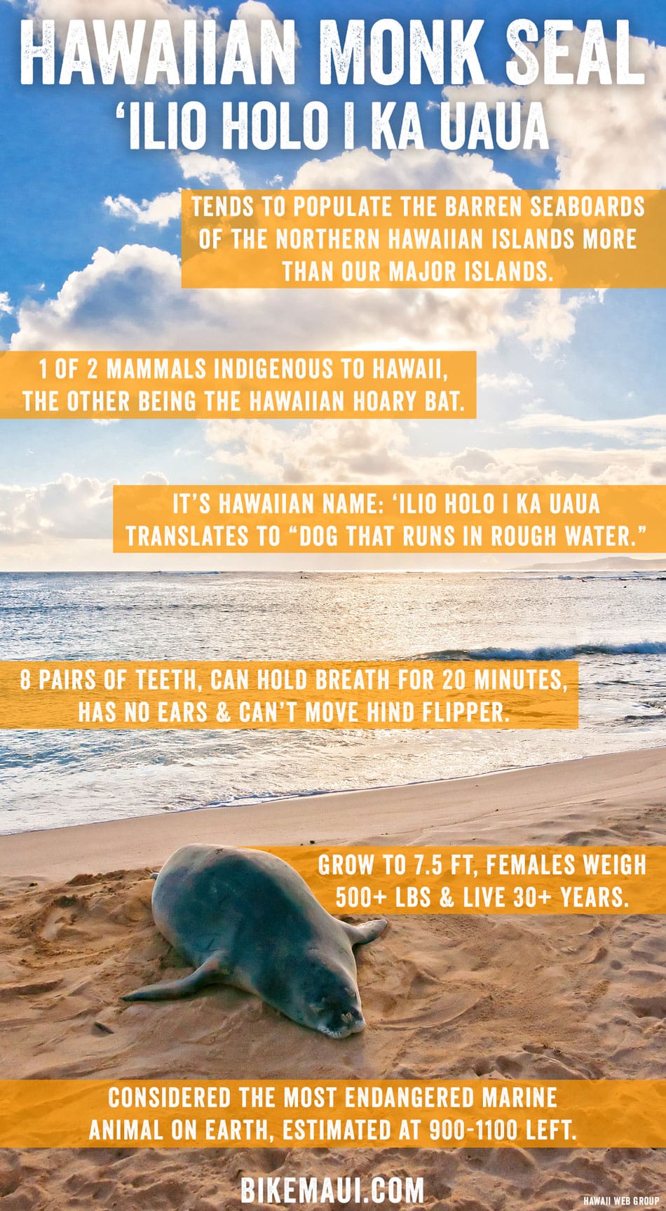 Maui Hawaii Animal of the Month: Hawaiian Monk Seal