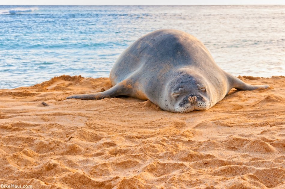 monk seal Hawaii