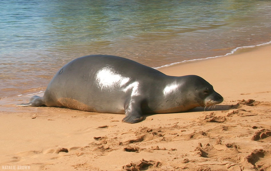 sleepy monk seal