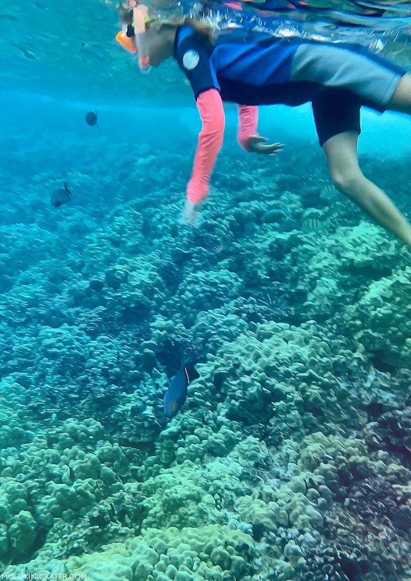snorkeling at Molokini Crater snorkeling at Molokini Crater