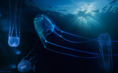 Jellyfish in Hawaii