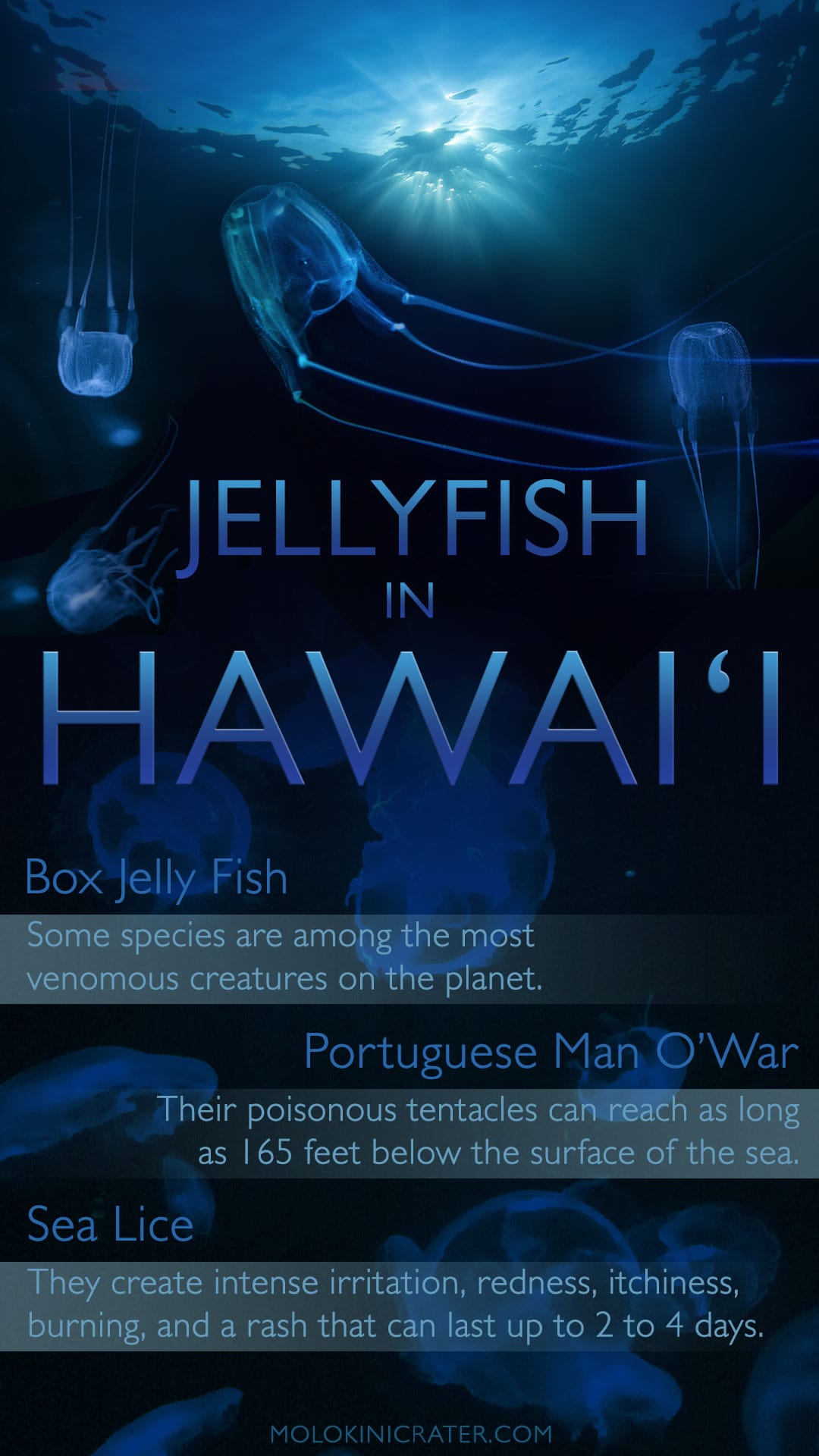 Hawaii jellyfish infographic