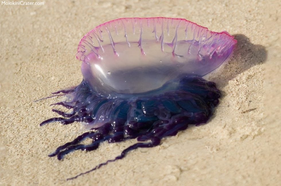 Jellyfish in Hawaii Box Jellyfish, Portuguese Man O'War, Sea Lice