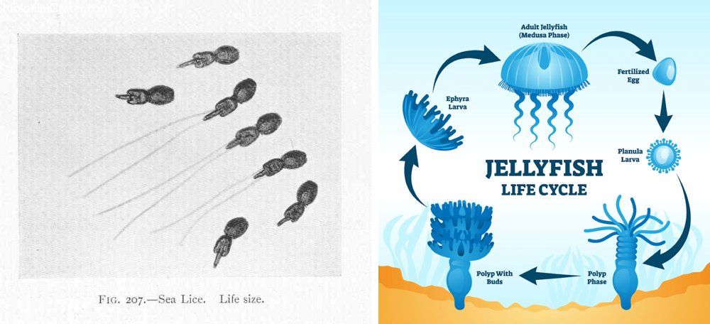 Sea lice are jellyfish larvae