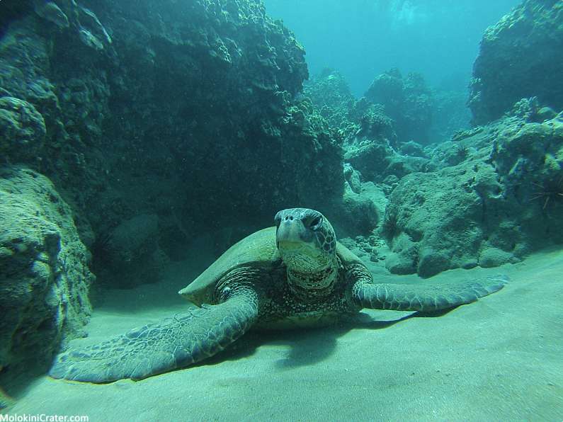 Top 5 Maui Snorkeling Spots Sea Turtle