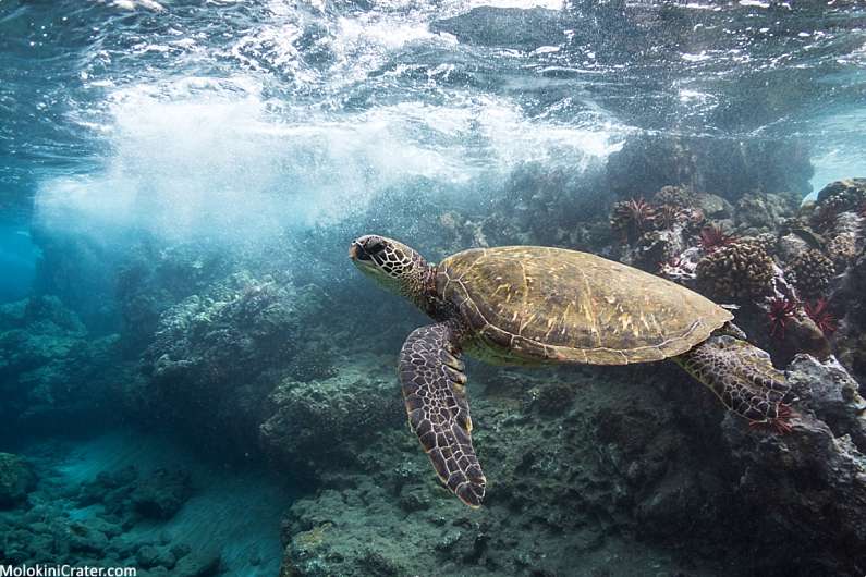Top 5 Maui Snorkeling Spots Turtle