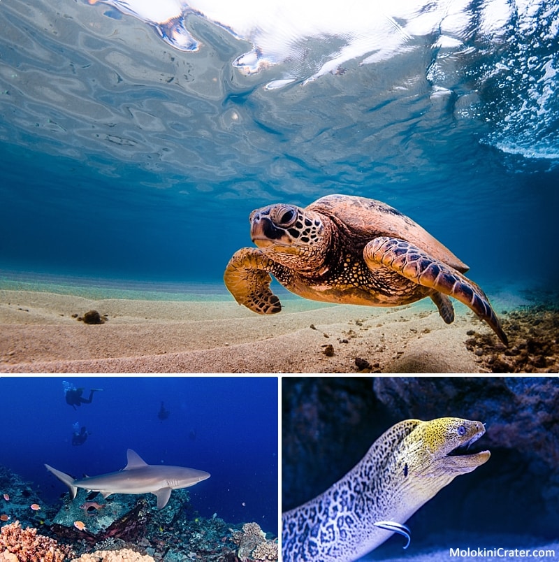 Hawaii Underwater Photos Sea Creatures
