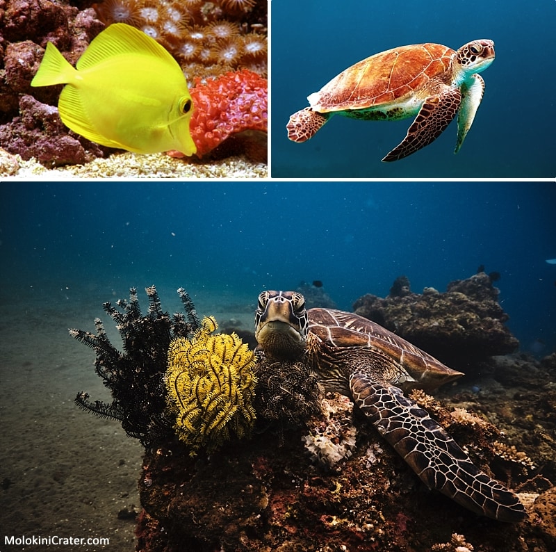 Hawaii Underwater Photos Sea Life