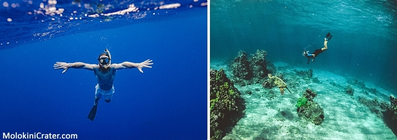 Hawaii Underwater Photos Swimming