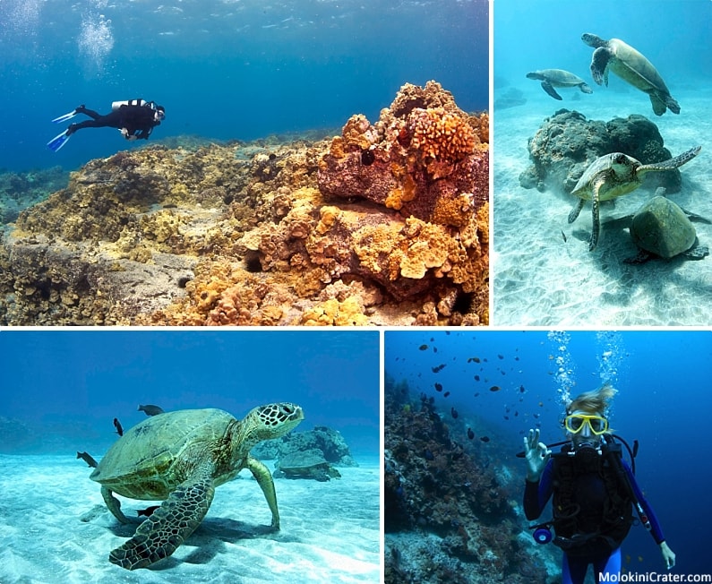Maui Ocean Activities Scuba Dive
