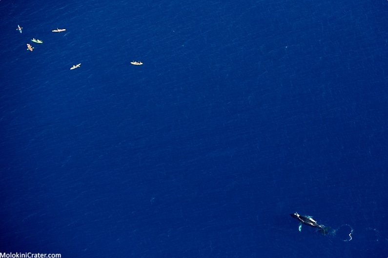 Maui Ocean Activities Whale Water