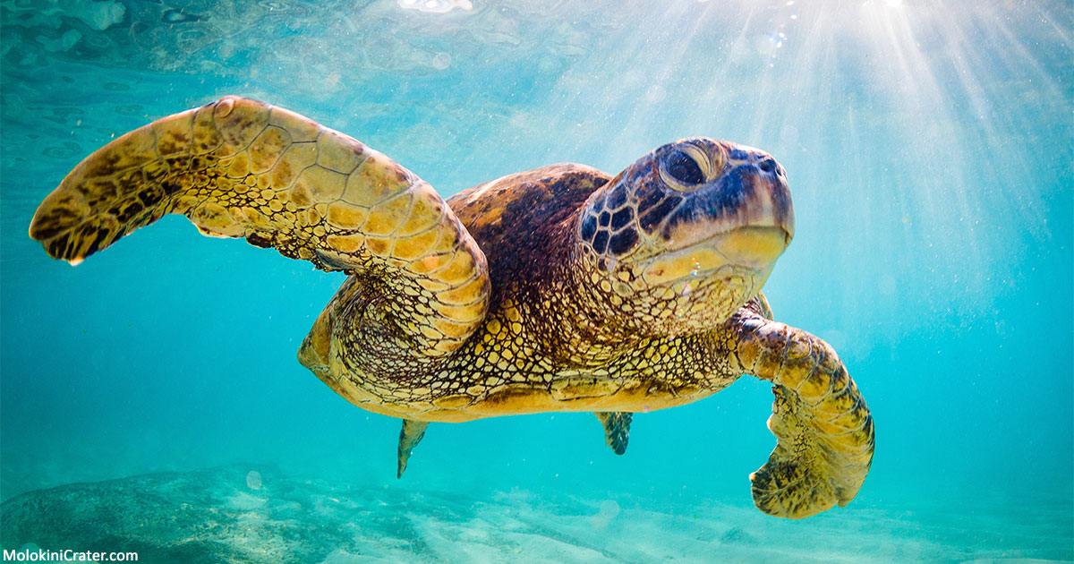 Maui's Turtle Beach: 8 Tried-and-True Spots for Sea Turtle Sightings In and  Out of the Water - Maui Trip Guide