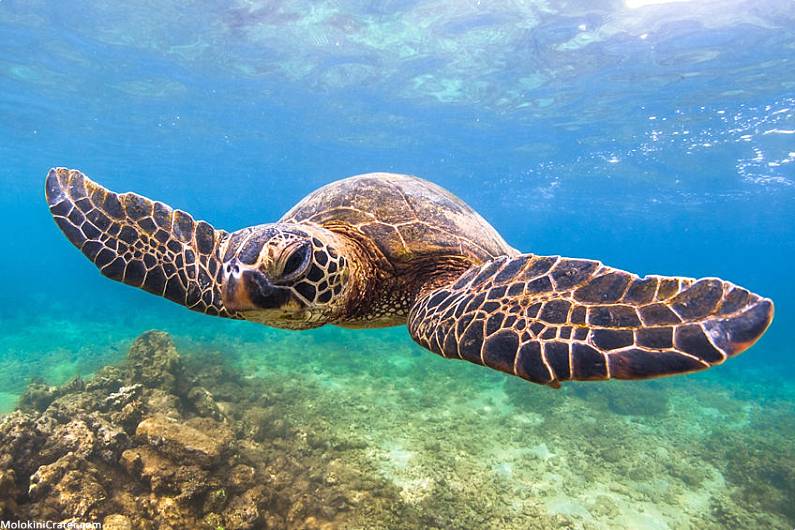 Turtle Town Maui Reef