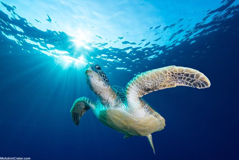 Turtle Town Maui Underneath