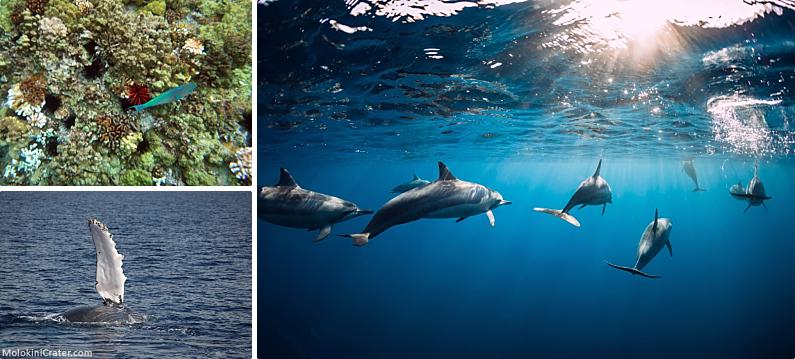 Maui Discount Snorkel Tours Sea Life
