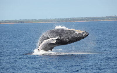 12 Facts You Didn’t Know About Humpback Whales