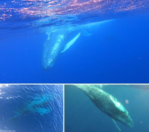 12 Humpback Whale Facts You Didn't Know - Molokini Crater