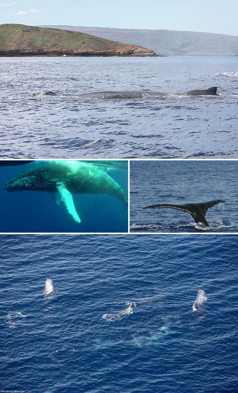 Humpback Whale Facts Traveling Together