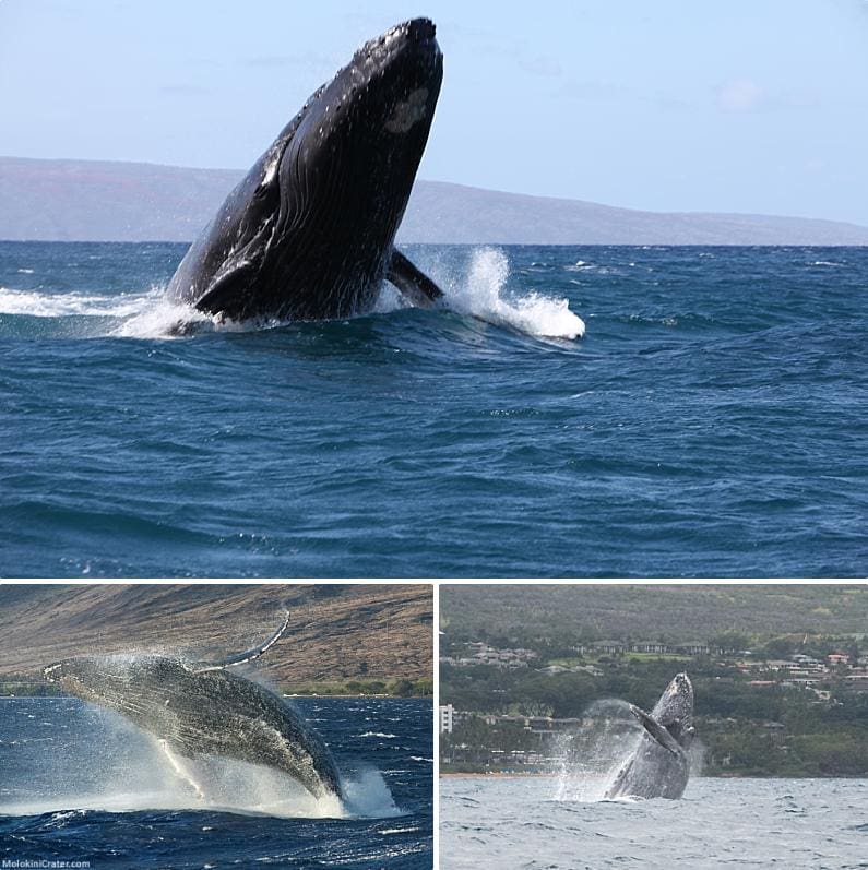 Humpback Whale Facts Dark Underside