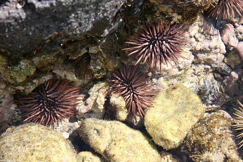 Ahihi Cove Sea Urchins