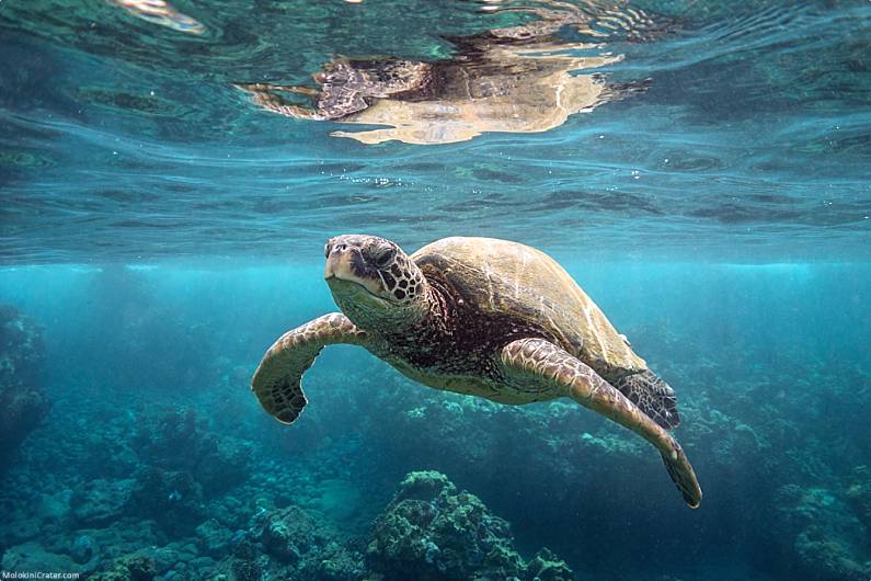 Olowalu Snorkeling Sea Turtle
