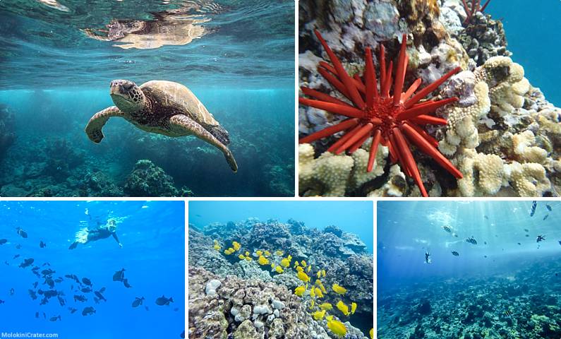 Makena Landing Snorkeling Sites