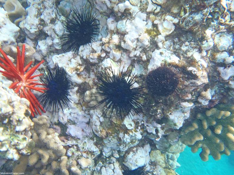 Makena Landing Snorkeling Sea Urchins