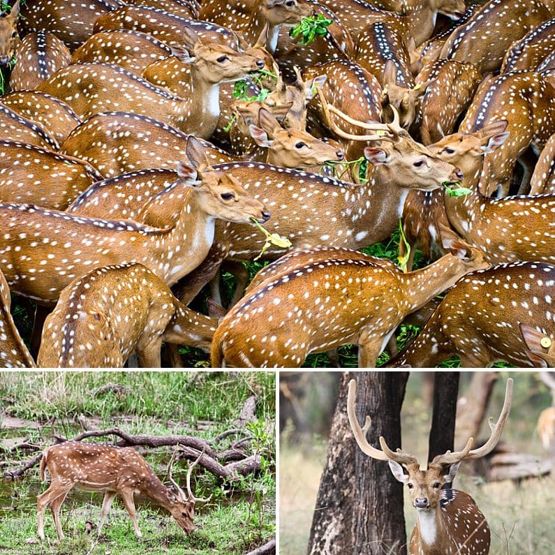 Maui Wildlife Axis Deer