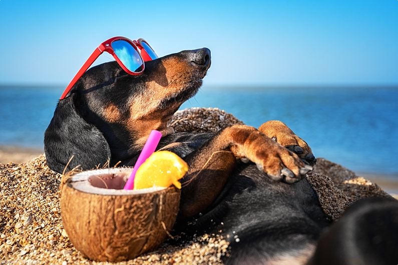 Maui Wildlife Dog Beach